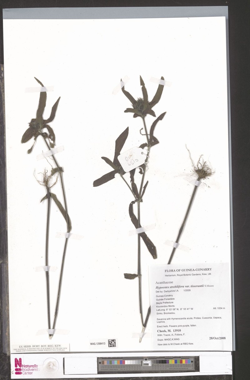 Hypoestes strobilifera photo 8