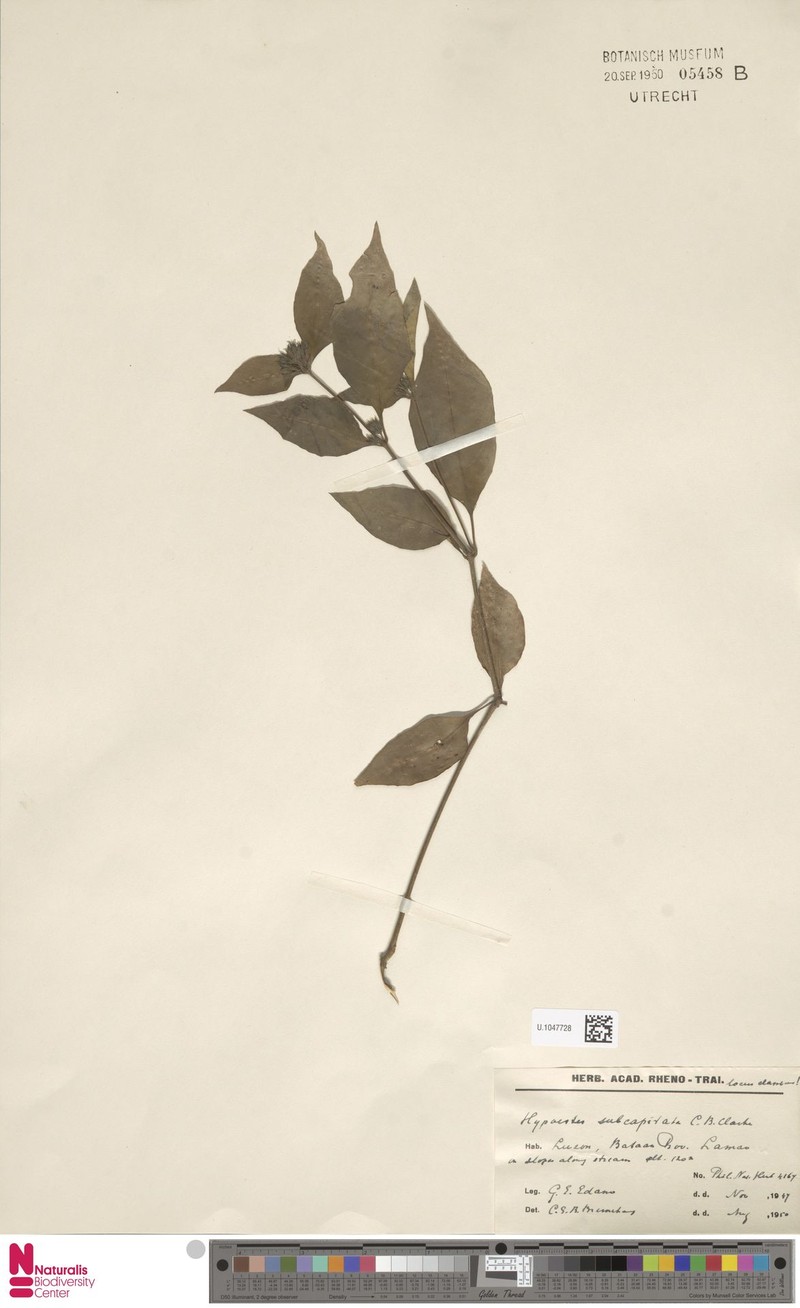 Hypoestes subcapitata