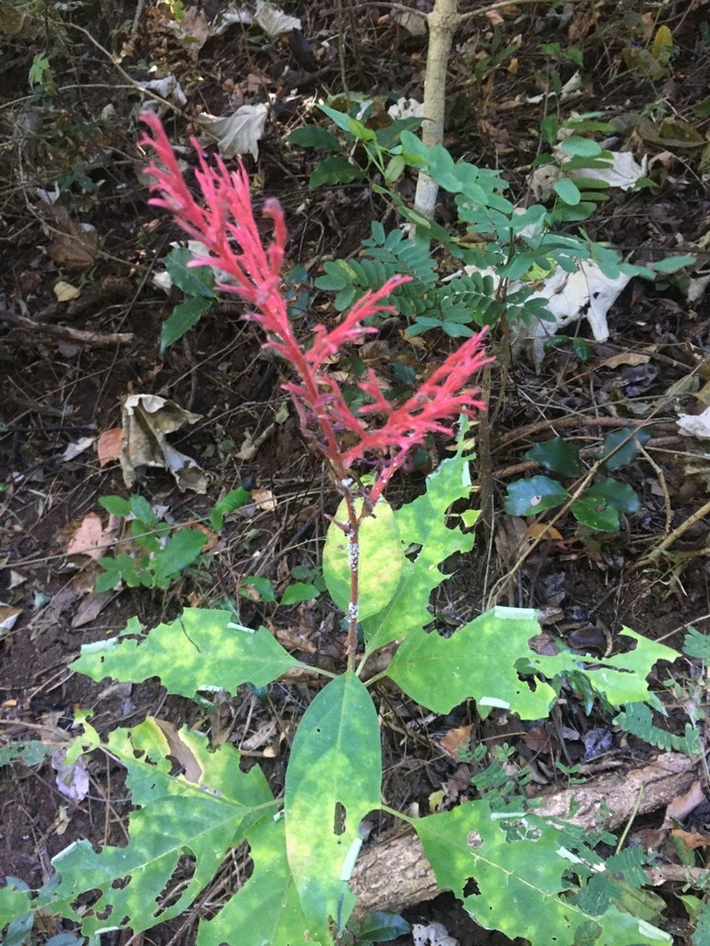 Hypoestes taeniata