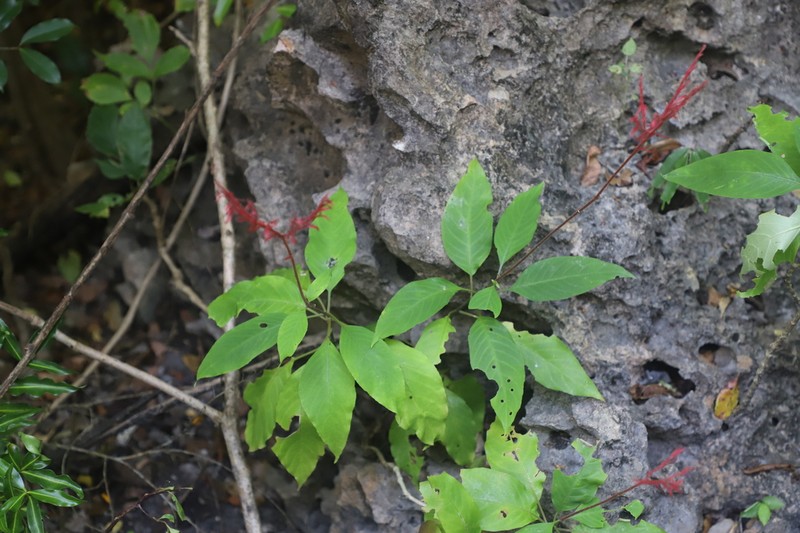 Hypoestes taeniata photo 2