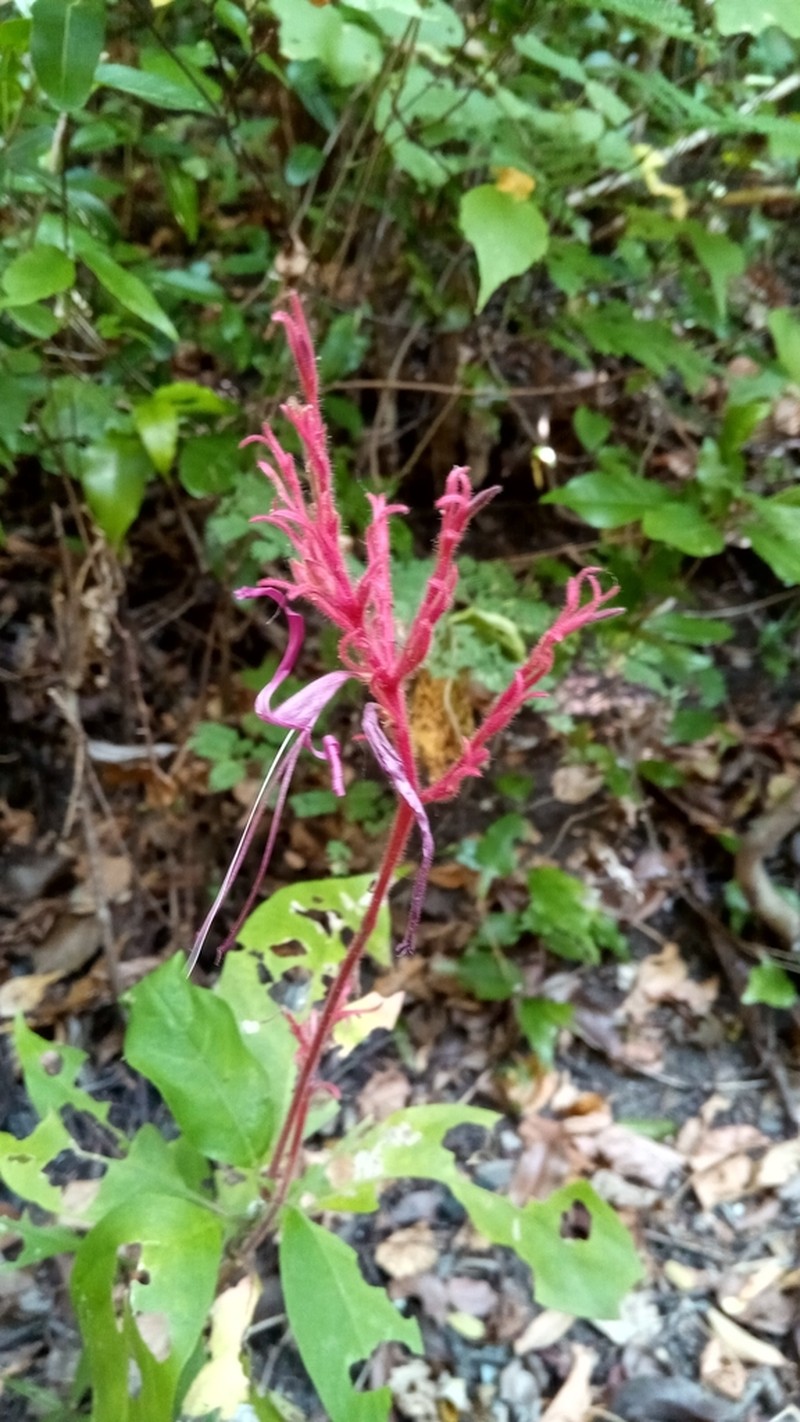 Hypoestes taeniata photo 3