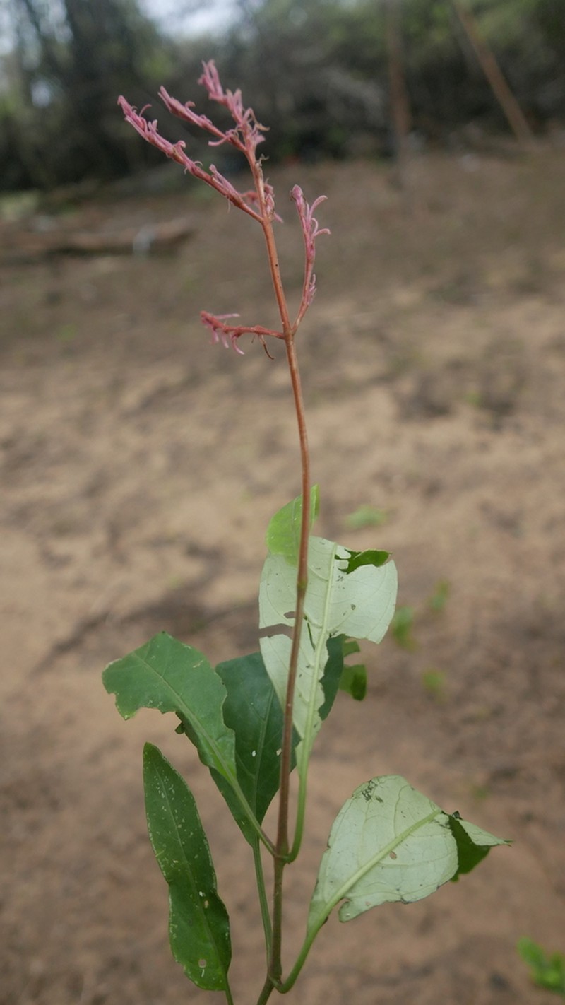 Hypoestes taeniata photo 4