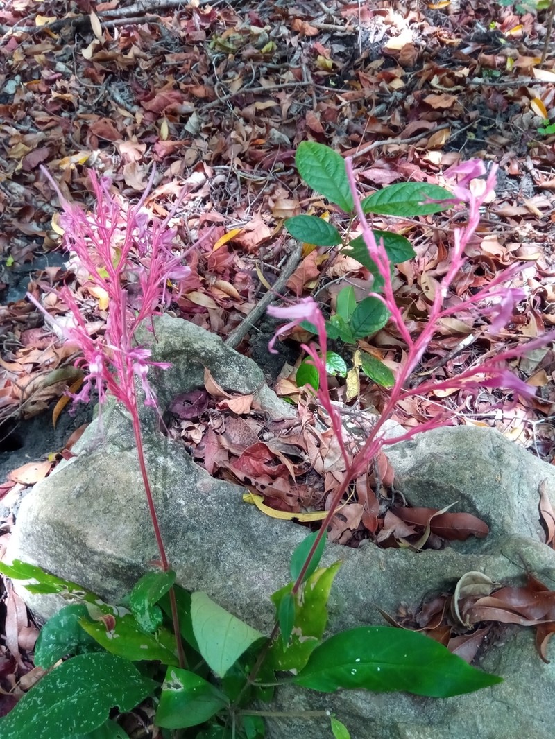 Hypoestes taeniata photo 5