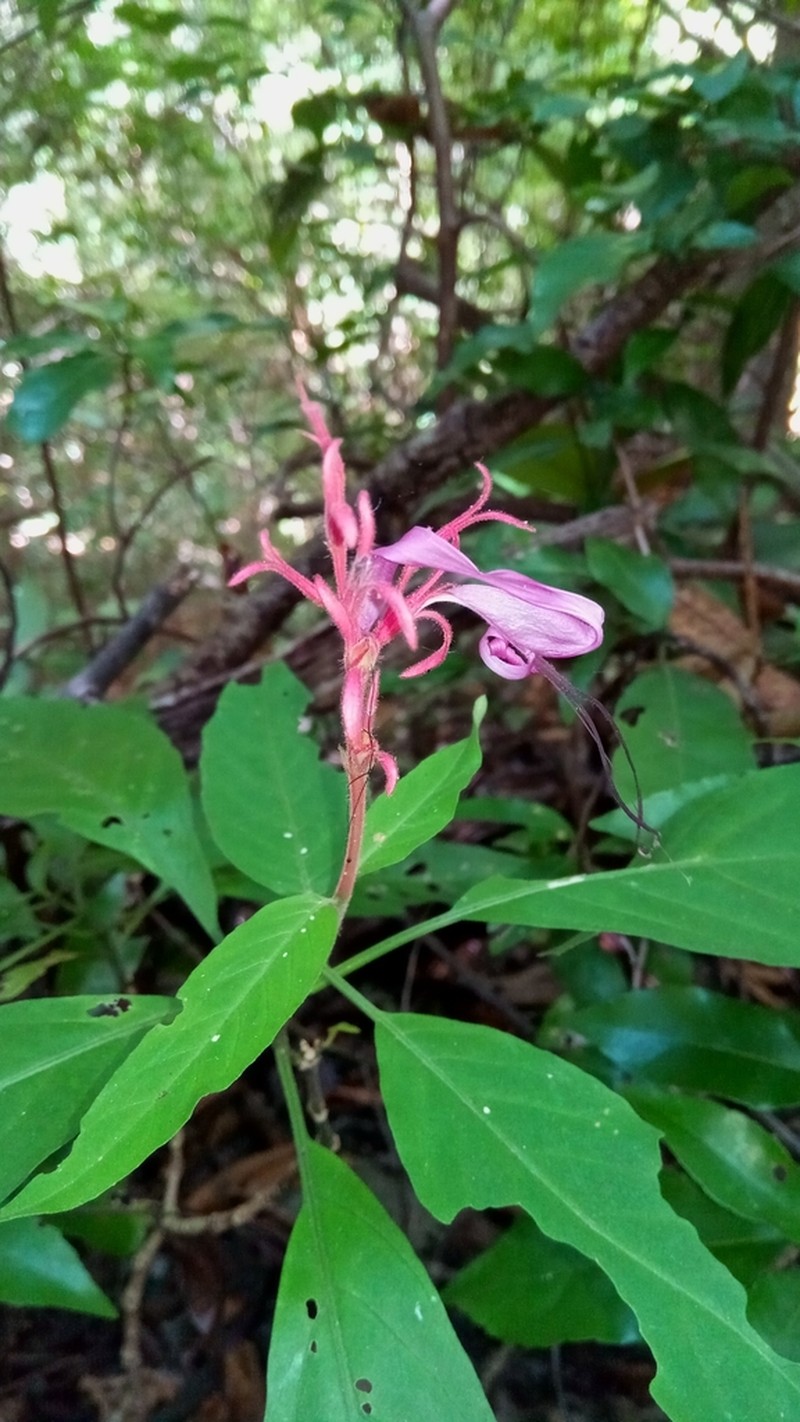 Hypoestes taeniata photo 6