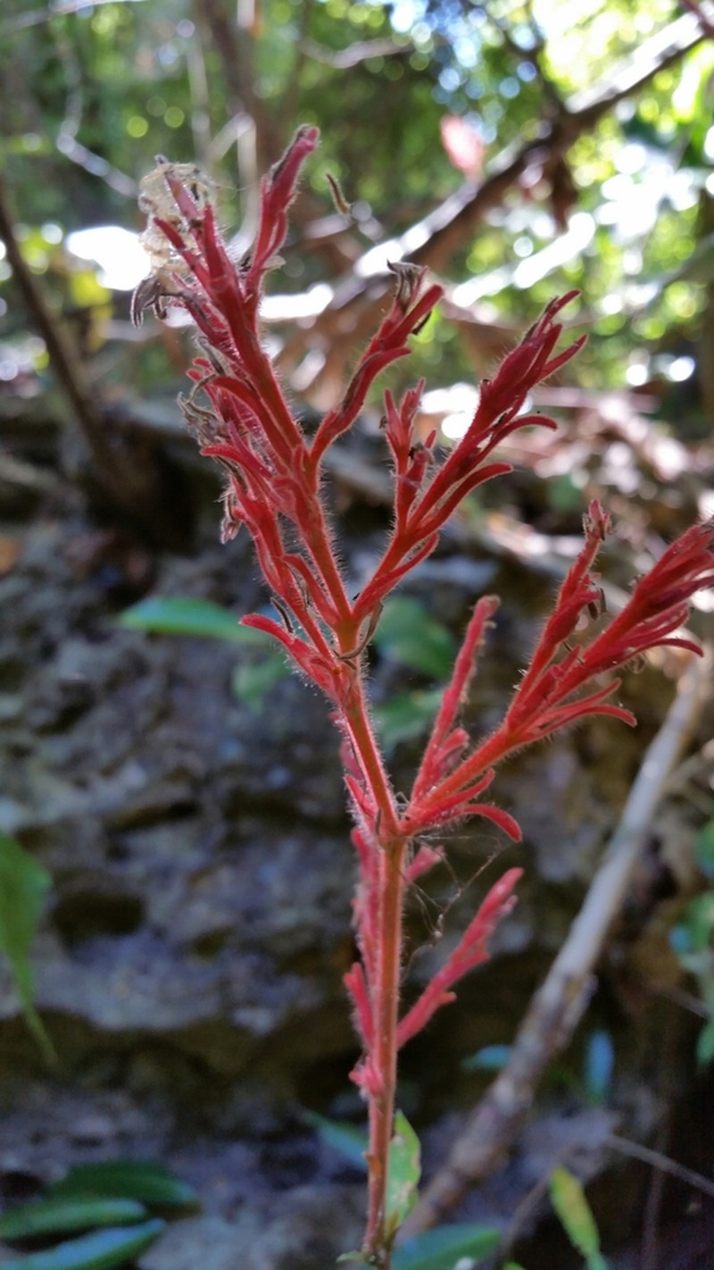 Hypoestes taeniata photo 8