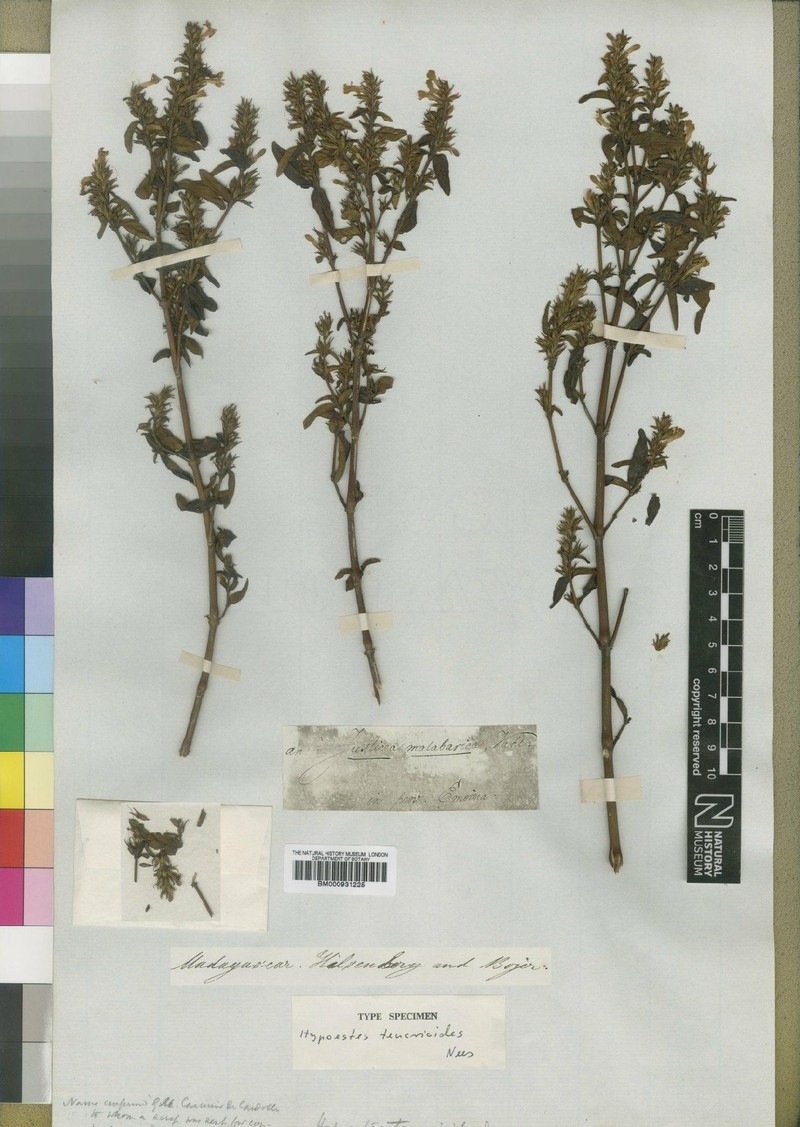 Hypoestes teucrioides