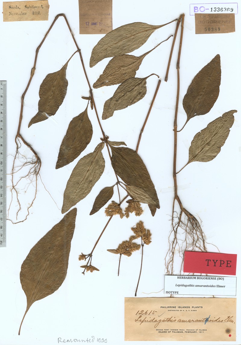 Hypoestes teysmanniana