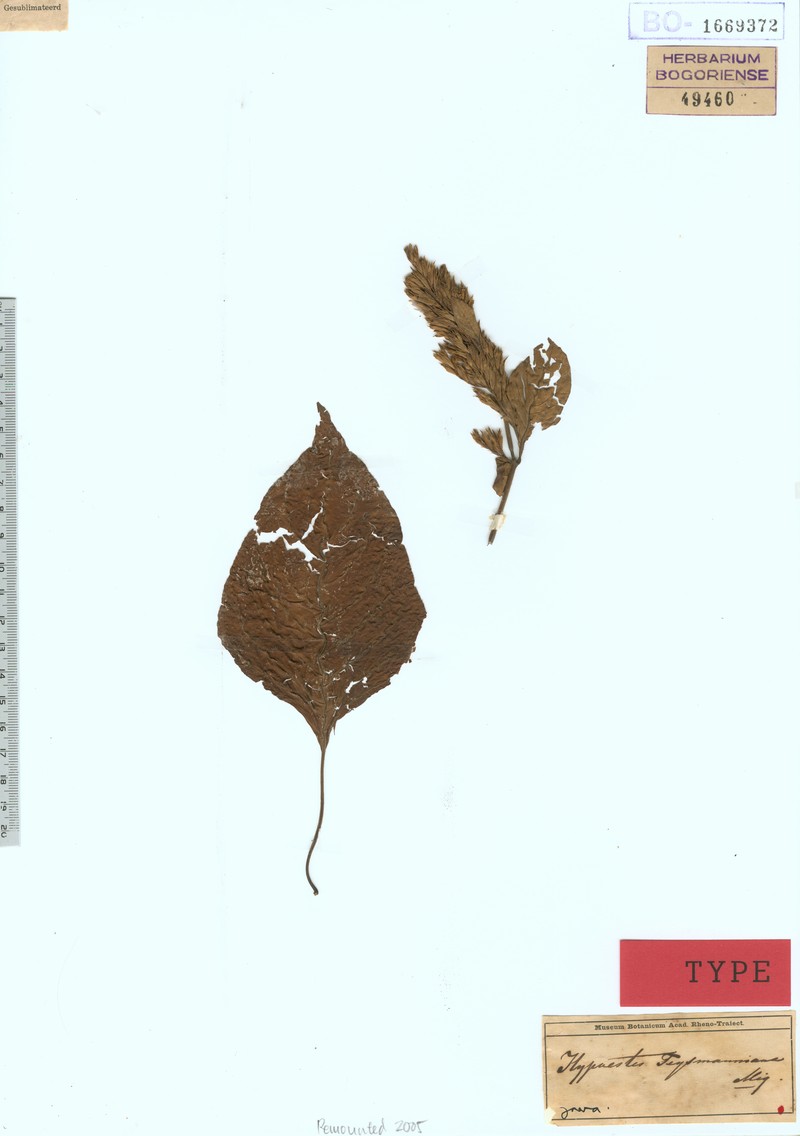 Hypoestes teysmanniana photo 2