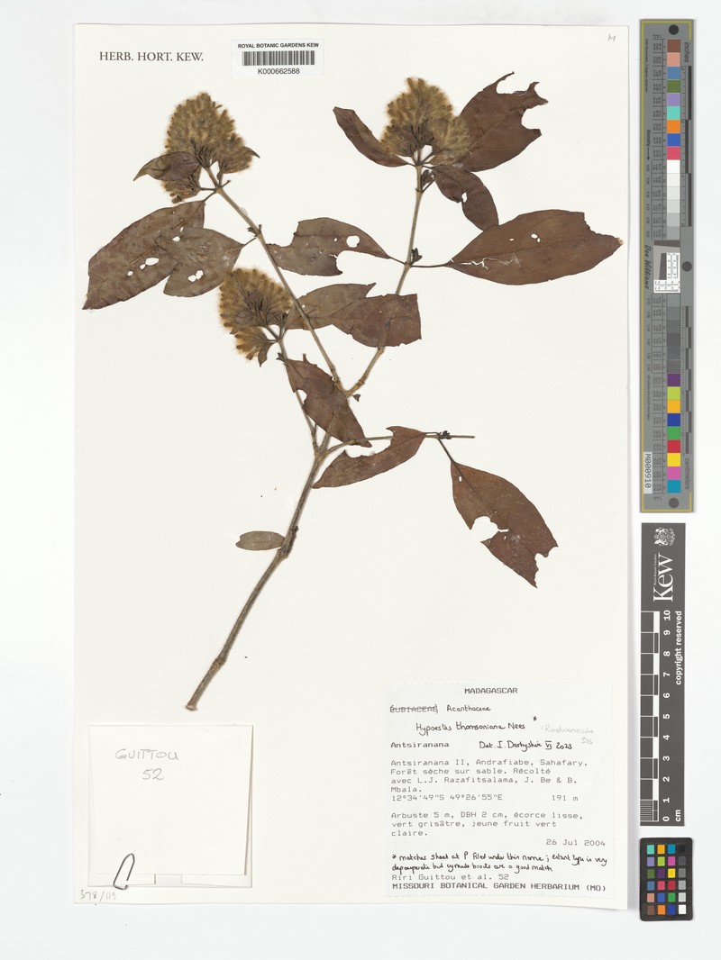 Hypoestes thomsoniana