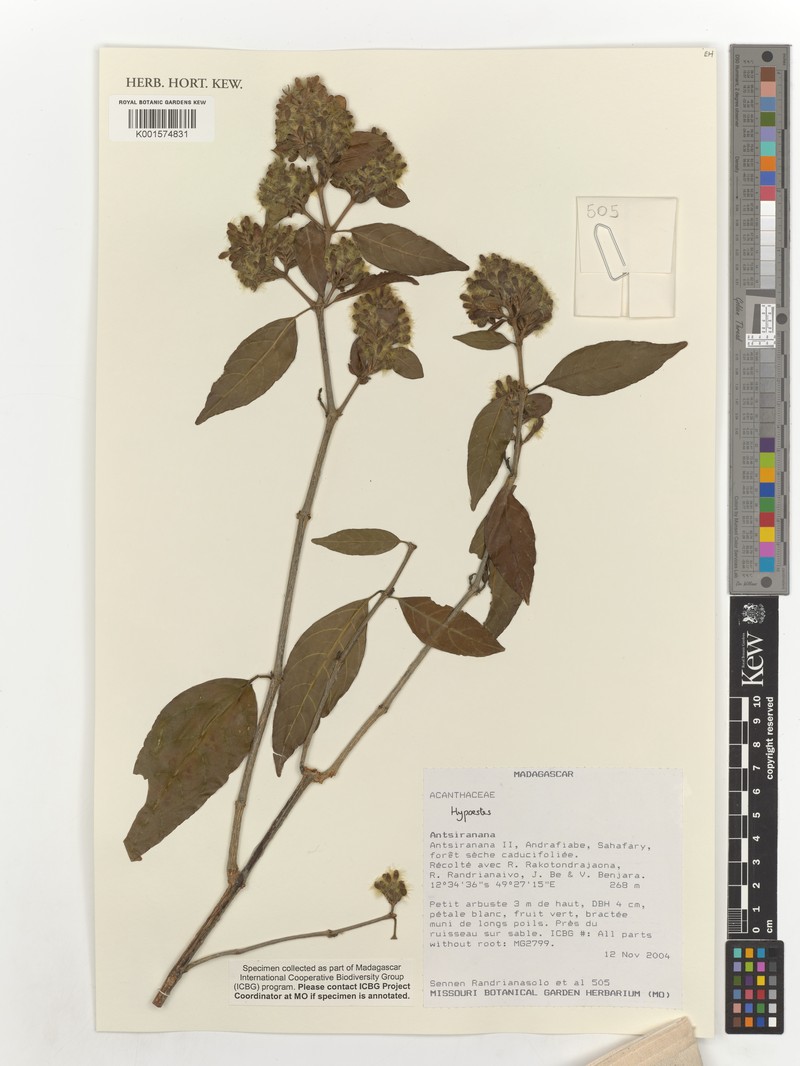 Hypoestes thomsoniana photo 2