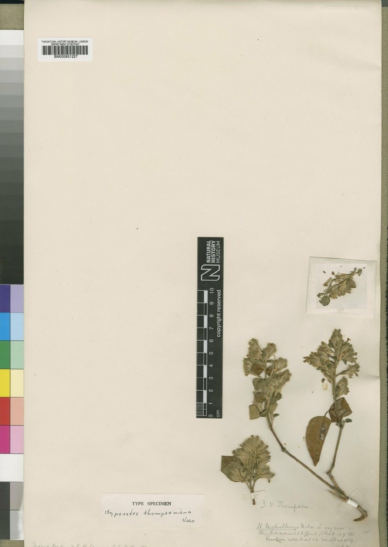 Hypoestes thomsoniana photo 3
