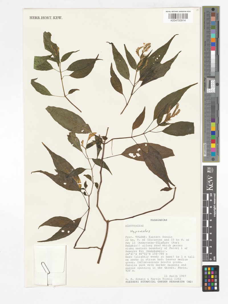 Hypoestes transversa
