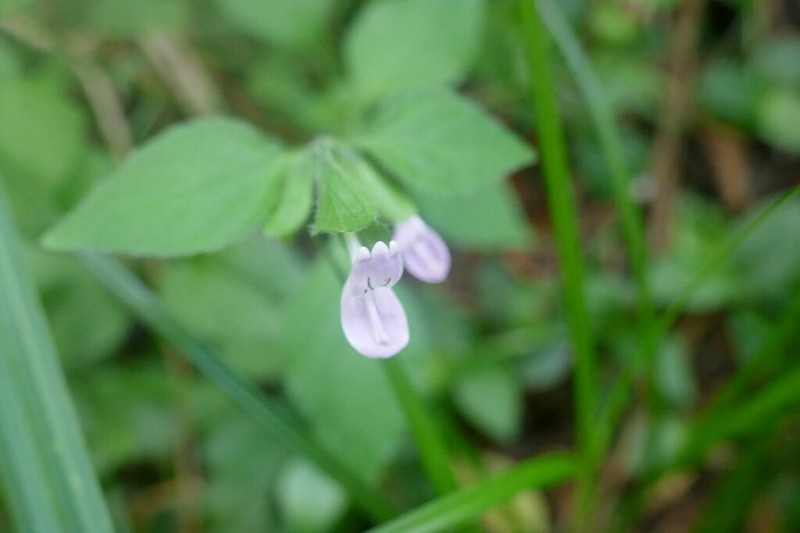 Hypoestes triflora