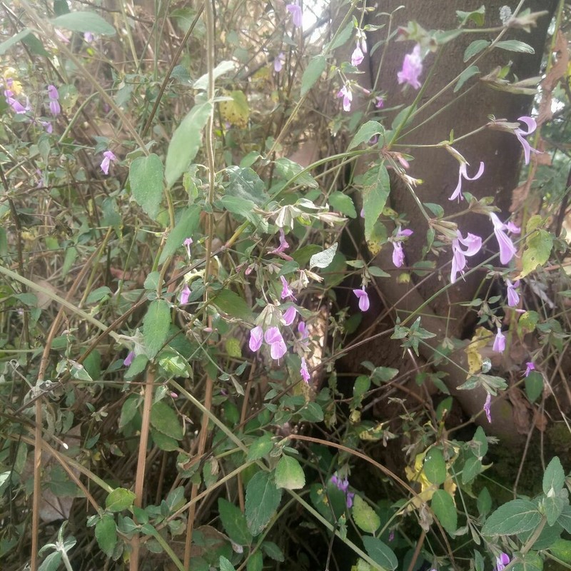 Hypoestes triflora photo 2