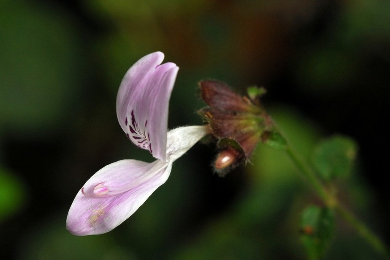 Hypoestes triflora photo 3