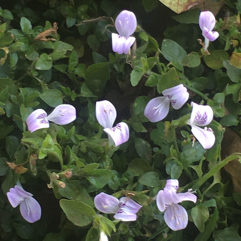 Hypoestes triflora photo 4