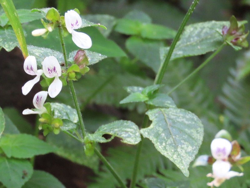 Hypoestes triflora photo 6