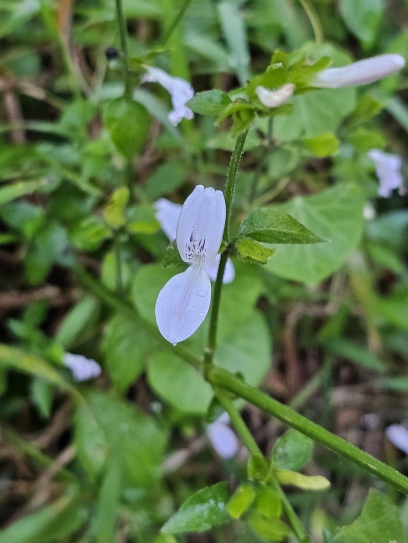 Hypoestes triflora photo 8