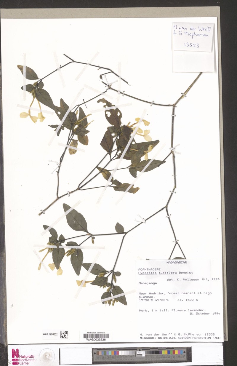 Hypoestes tubiflora