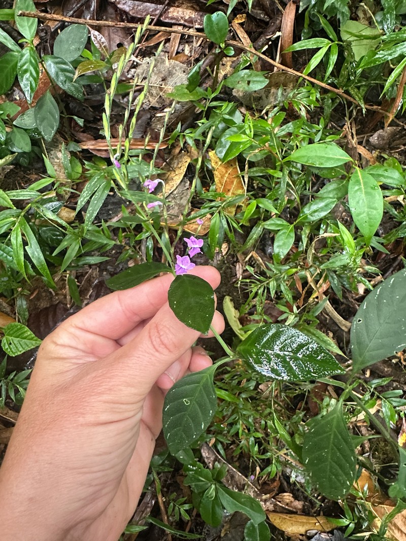 Hypoestes viguieri