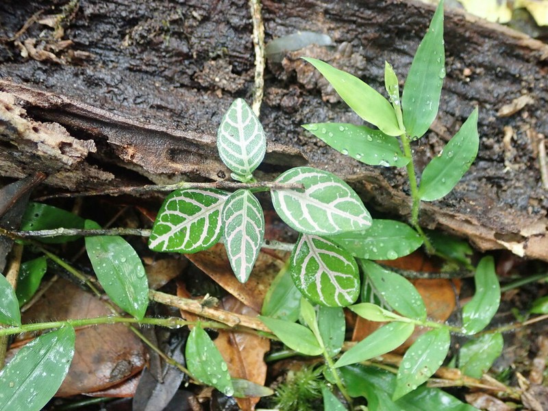Hypoestes viguieri photo 2