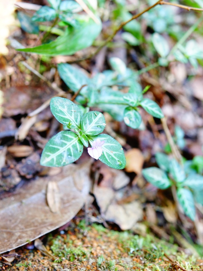 Hypoestes viguieri photo 3