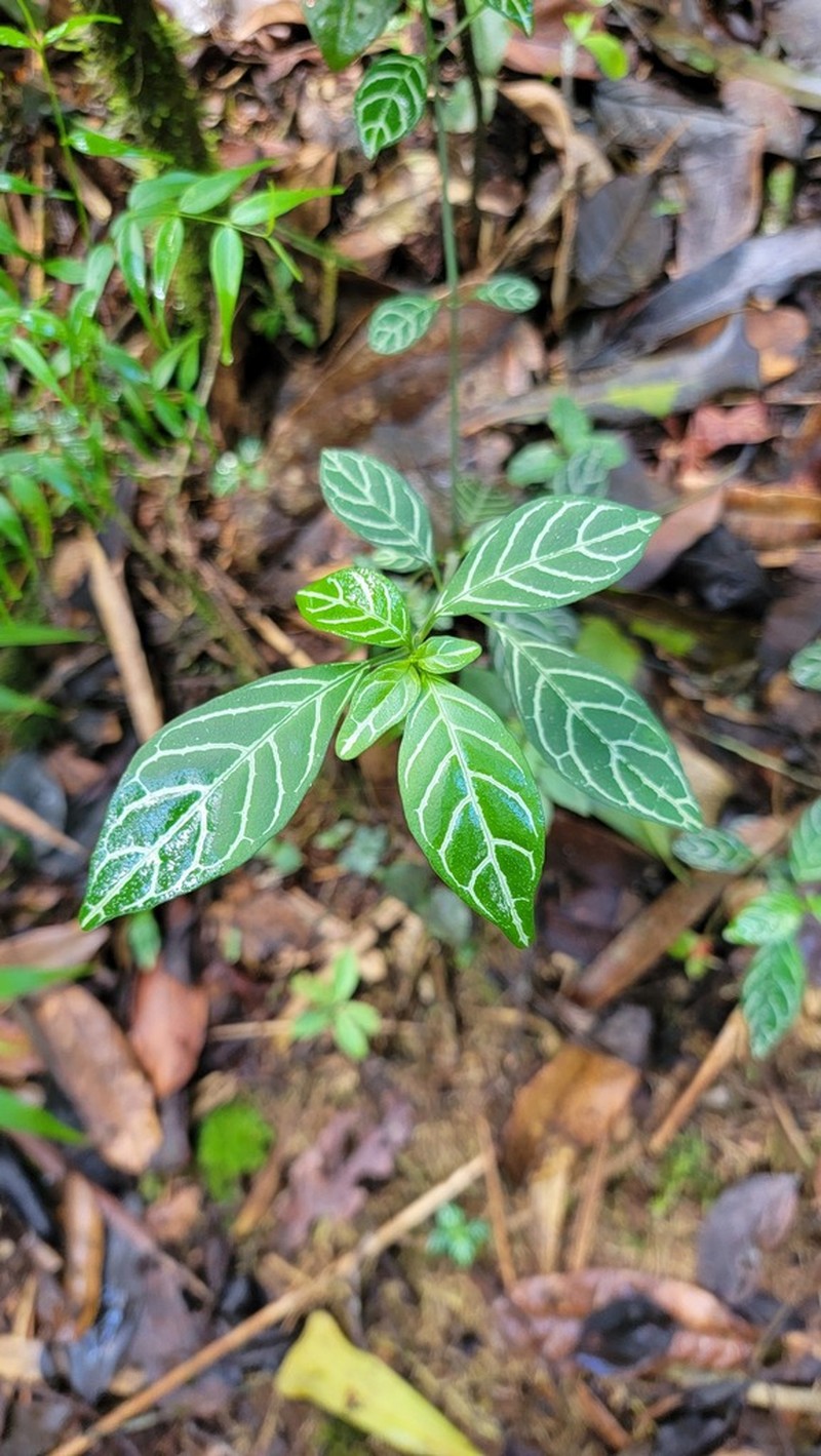 Hypoestes viguieri photo 4