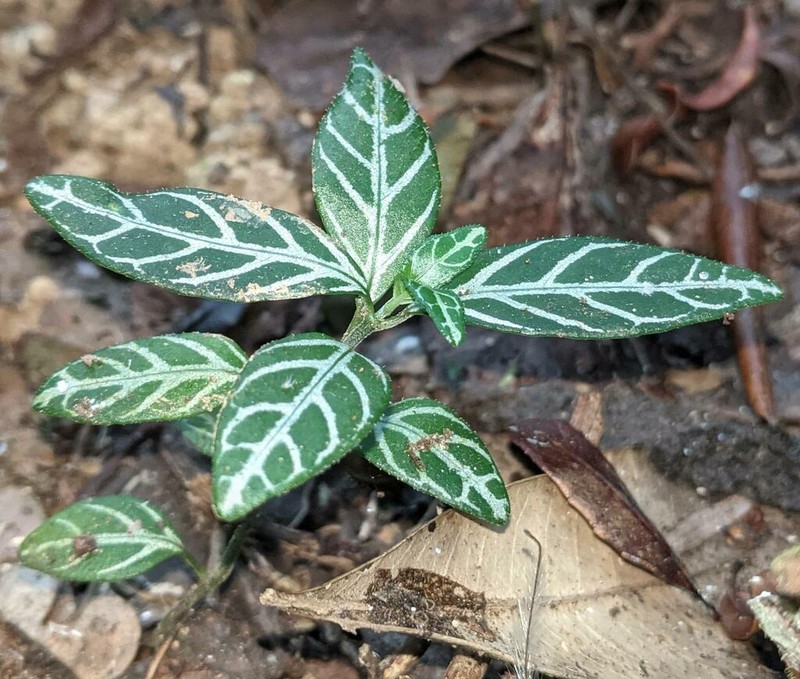 Hypoestes viguieri photo 5