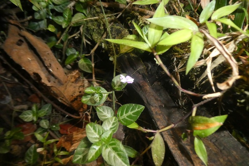 Hypoestes viguieri photo 6