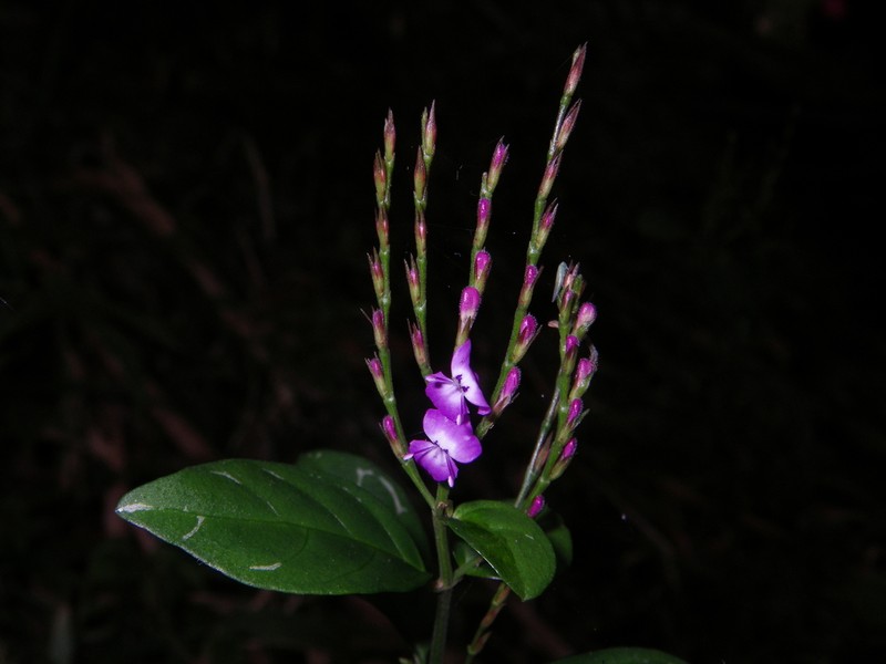 Hypoestes viguieri photo 7