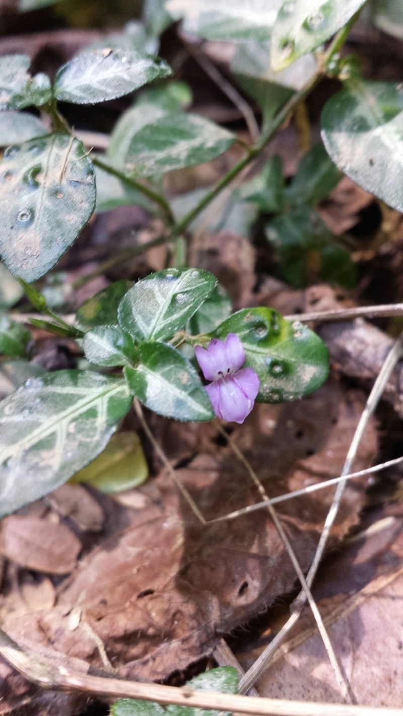 Hypoestes viguieri photo 8