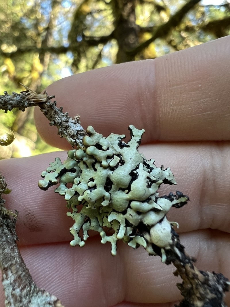 Hypogymnia apinnata