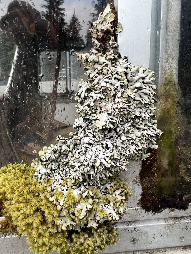 Hypogymnia apinnata photo 2