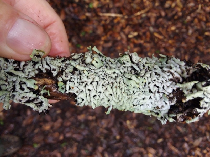 Hypogymnia apinnata photo 3