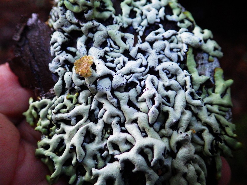 Hypogymnia apinnata photo 4
