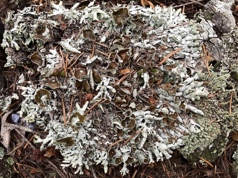 Hypogymnia apinnata photo 5