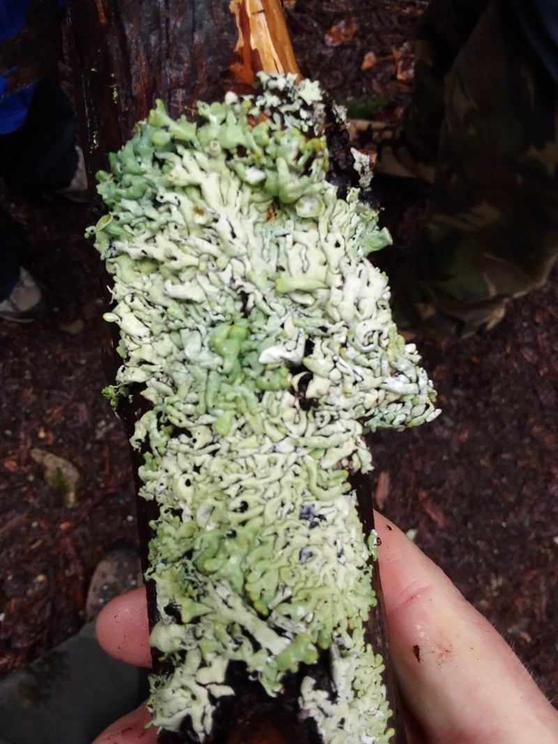 Hypogymnia apinnata photo 6
