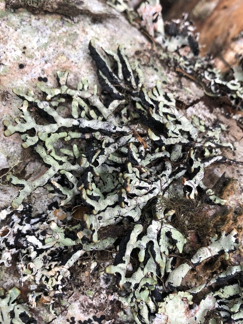 Hypogymnia apinnata photo 8
