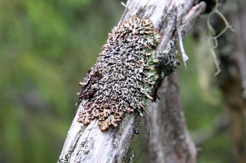 Tube Lichen