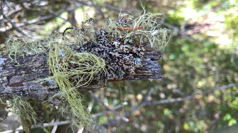 Tube Lichen