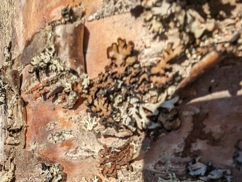 Tube Lichen photo 2