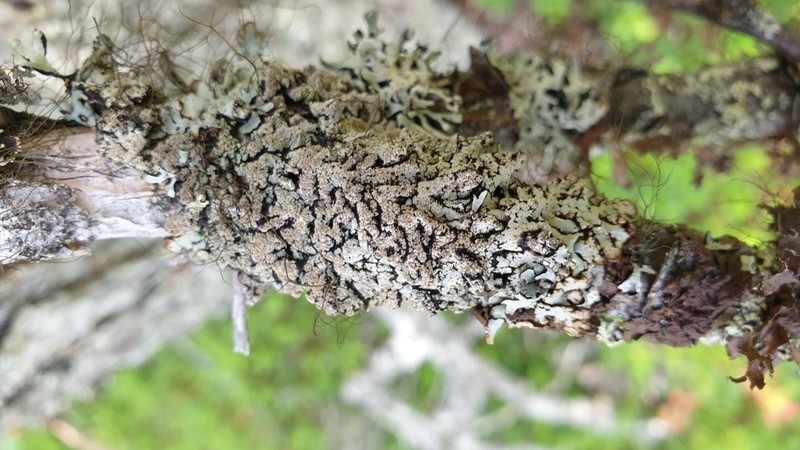 Tube Lichen photo 3