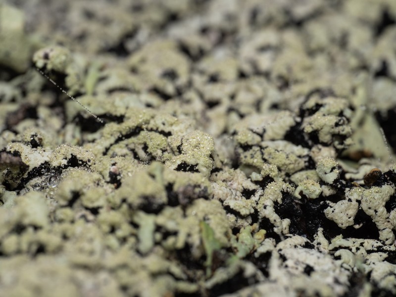 Tube Lichen photo 4