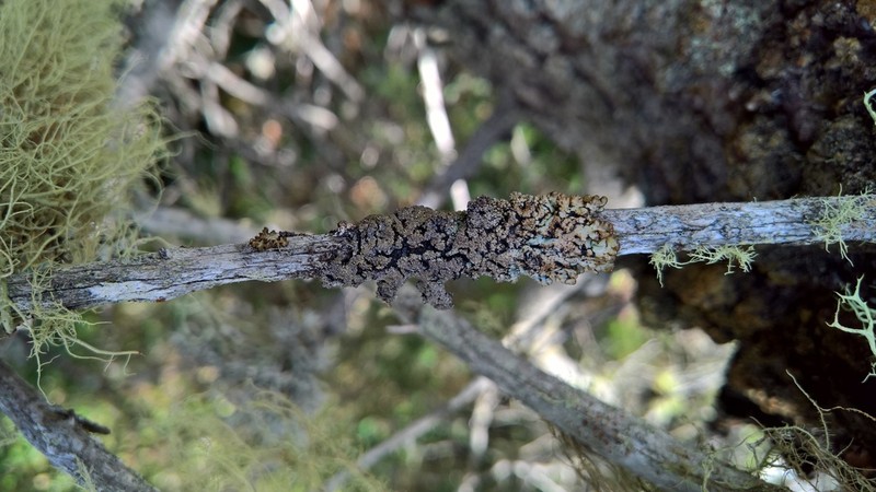 Tube Lichen photo 5
