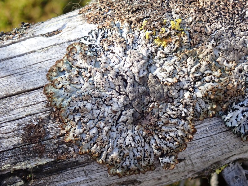 Tube Lichen photo 6
