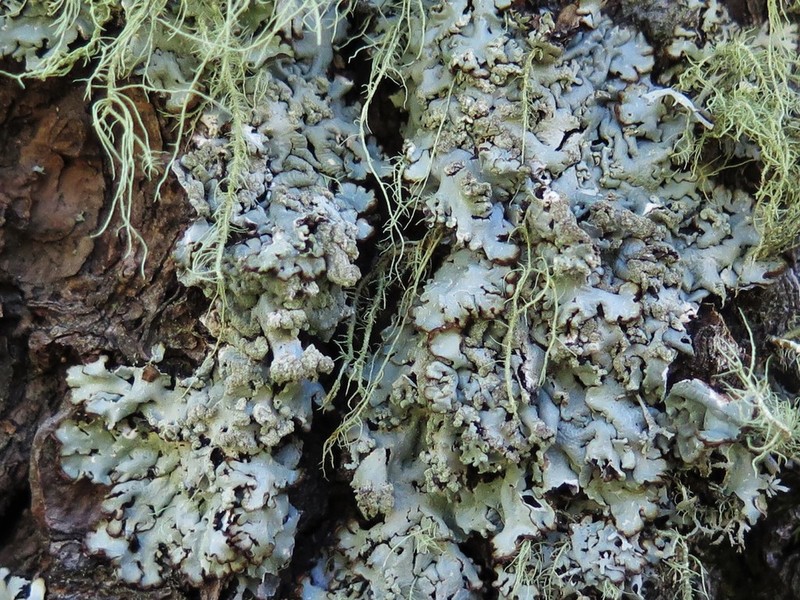 Tube Lichen photo 7