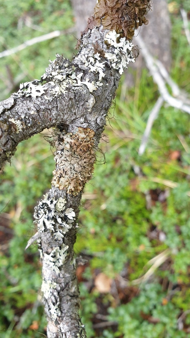 Tube Lichen photo 8