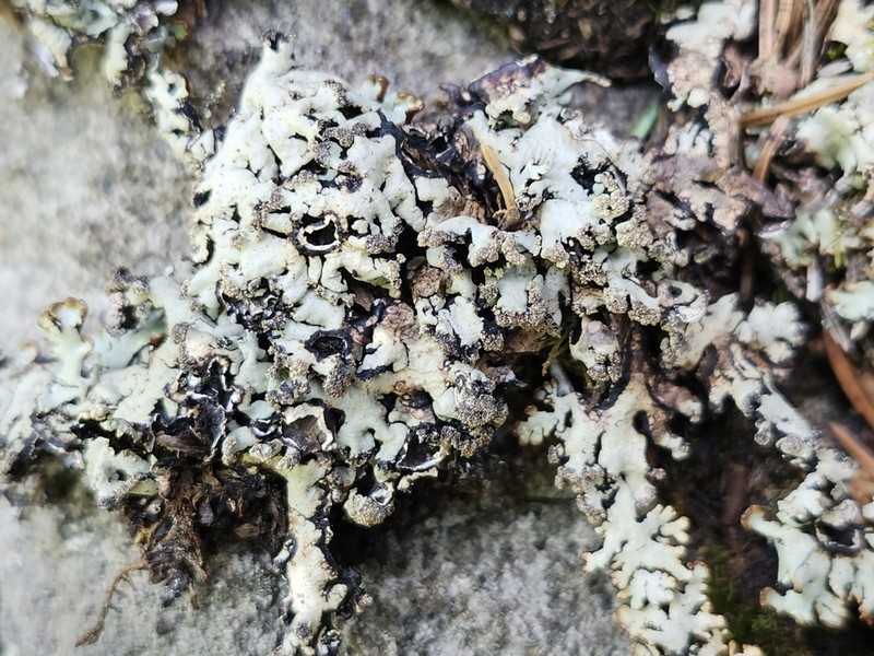 Bitter Tube Lichen