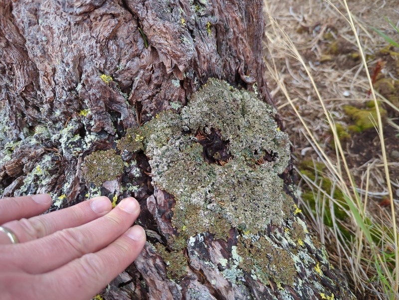Bitter Tube Lichen photo 2
