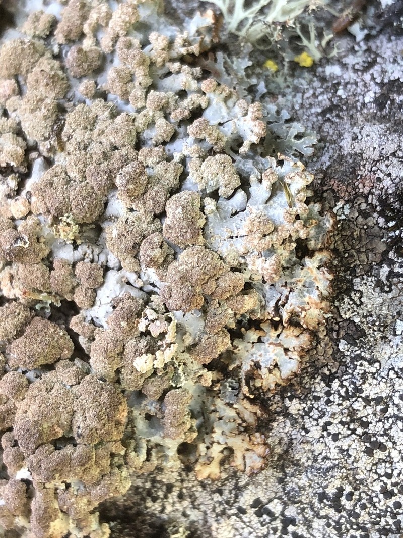 Bitter Tube Lichen photo 3